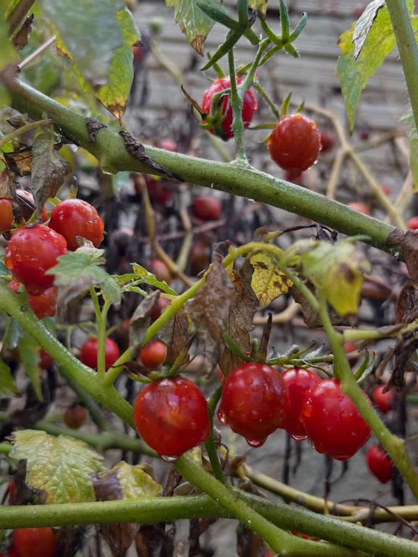 Tomates no pé da horta